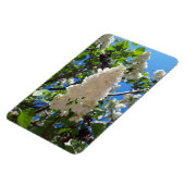Syringa, White Lilac Blume Tree Magnet (Linke Seite)