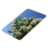 Syringa, White Lilac Blume Tree Magnet (Linke Seite)