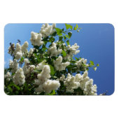 Syringa, White Lilac Blume Tree Magnet (Horizontal)