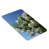 Syringa, White Lilac Blume Tree Magnet (Rechte Seite)