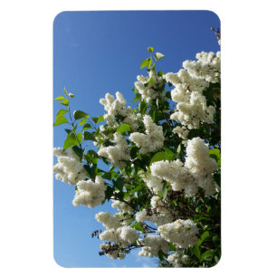 Syringa, White Lilac Blume Tree Magnet
