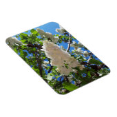 Syringa, White Lilac Blume Tree Magnet (Rechte Seite)