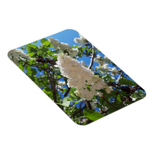 Syringa, White Lilac Blume Tree Magnet (Rechte Seite)