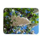 Syringa, White Lilac Blume Tree Magnet (Horizontal)