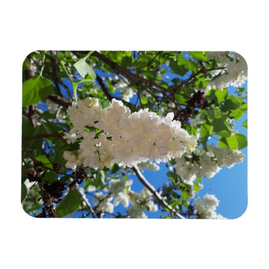 Syringa, White Lilac Blume Tree Magnet (Horizontal)
