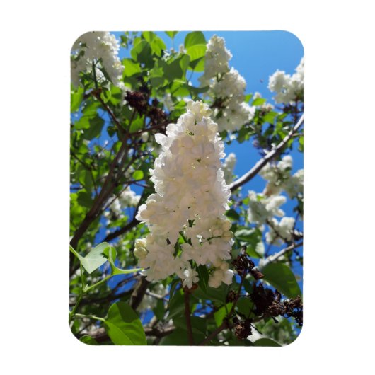 Syringa, White Lilac Blume Tree Magnet (Vertikal)