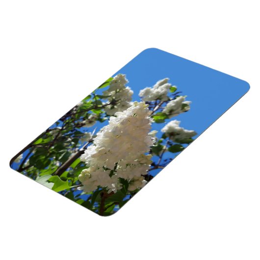 Syringa, White Lilac Blume Tree Magnet (Linke Seite)