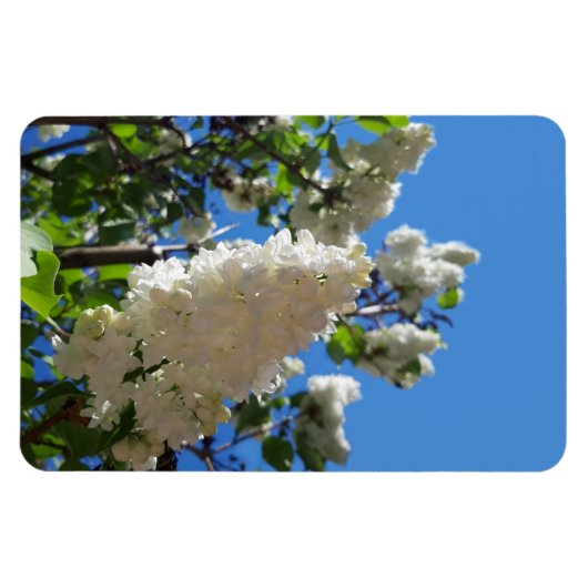 Syringa, White Lilac Blume Tree Magnet (Horizontal)