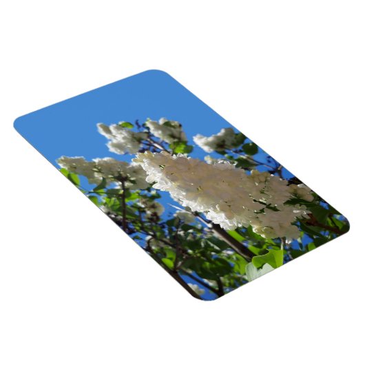 Syringa, White Lilac Blume Tree Magnet (Rechte Seite)