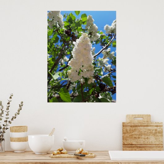 Syringa, White Lilac Blume Tree Poster (Küche)