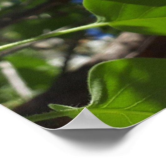 Syringa, White Lilac Blume Tree Poster (Ecke)