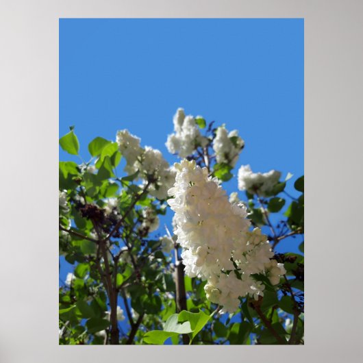 Syringa, White Lilac Blume Tree Poster (Vorne)