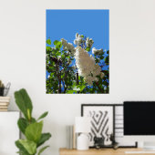 Syringa, White Lilac Blume Tree Poster (Heimbüro)