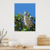Syringa, White Lilac Blume Tree Poster (Küche)