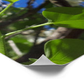 Syringa, White Lilac Blume Tree Poster (Ecke)