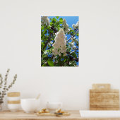 Syringa, White Lilac Blume Tree Poster (Küche)