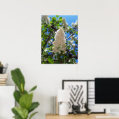 Syringa, White Lilac Blume Tree Poster (Heimbüro)