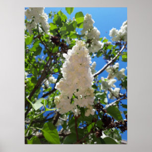 Syringa, White Lilac Blume Tree Poster