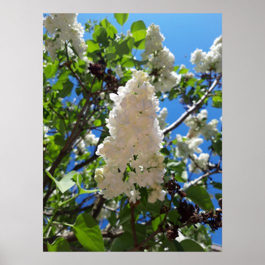 Syringa, White Lilac Blume Tree Poster (Vorne)
