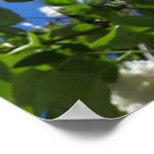 Syringa, White Lilac Blume Tree Poster (Ecke)