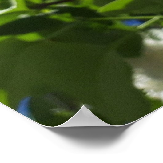 Syringa, White Lilac Blume Tree Poster (Ecke)