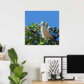 Syringa, White Lilac Blume Tree Poster (Heimbüro)