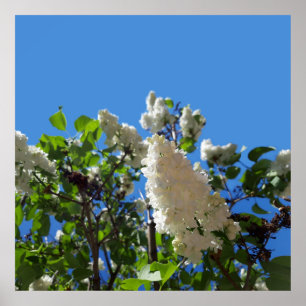 Syringa, White Lilac Blume Tree Poster