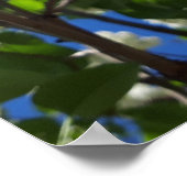 Syringa, White Lilac Blume Tree Poster (Ecke)