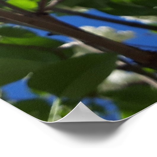 Syringa, White Lilac Blume Tree Poster (Ecke)