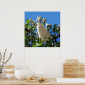 Syringa, White Lilac Blume Tree Poster (Küche)