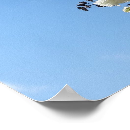 Syringa, White Lilac Blume Tree Poster (Ecke)