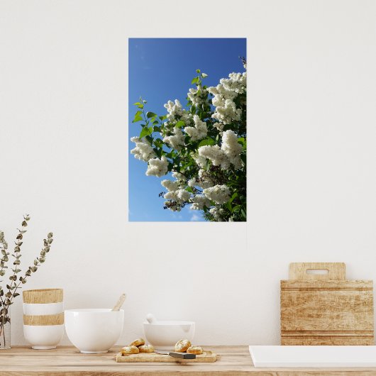 Syringa, White Lilac Blume Tree Poster (Küche)