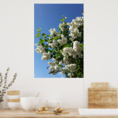 Syringa, White Lilac Blume Tree Poster (Küche)
