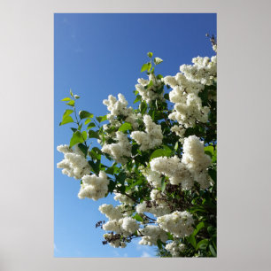 Syringa, White Lilac Blume Tree Poster