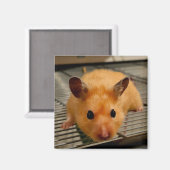 Syrischer Hamster für nahen Kühlschrankmagnet (Vorderseite/Rückseite)