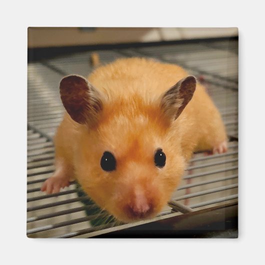 Syrischer Hamster für nahen Kühlschrankmagnet (Vorne)