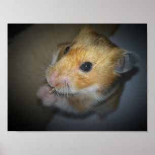 Syrisches Hamster-Plakat Poster