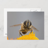 Syrphidae Postkarte (Vorne/Hinten)