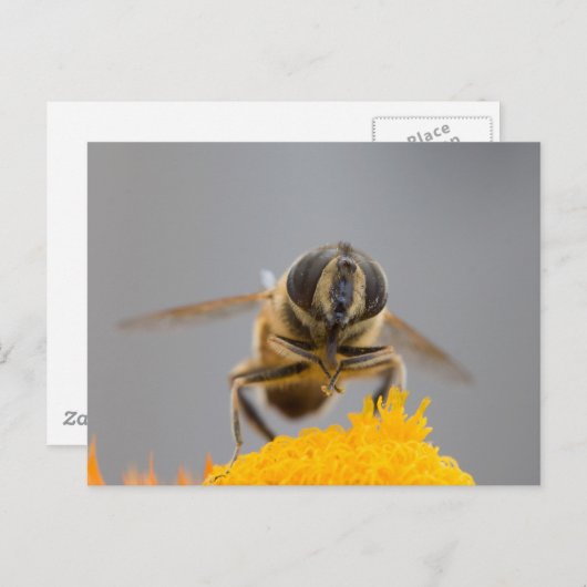 Syrphidae Postkarte (Vorne/Hinten)