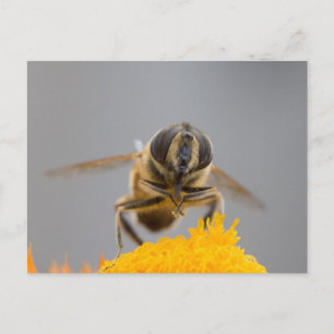 Syrphidae Postkarte