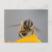 Syrphidae Postkarte (Vorderseite)