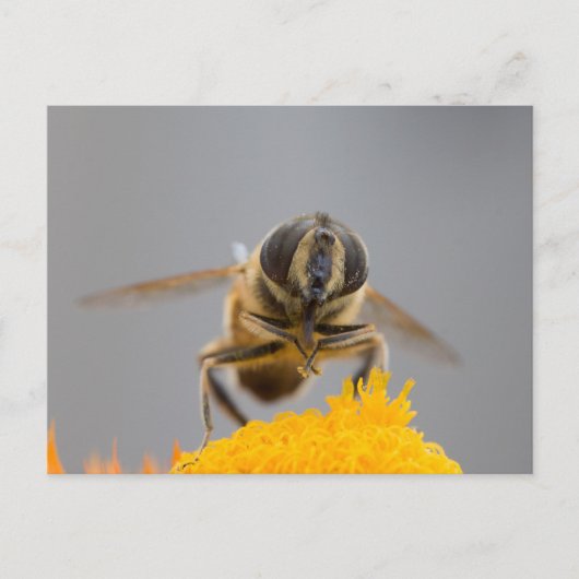 Syrphidae Postkarte (Vorderseite)