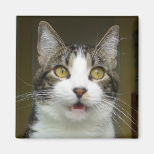 Syrus entsetzte Magneten 0001 Magnet