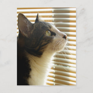 Syrus Postcard 001 Postkarte