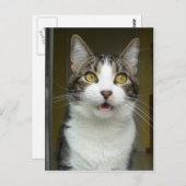 Syrus Shocked Postcard 0001 Postkarte (Vorne/Hinten)