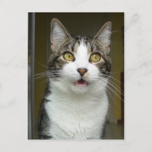 Syrus Shocked Postcard 0001 Postkarte