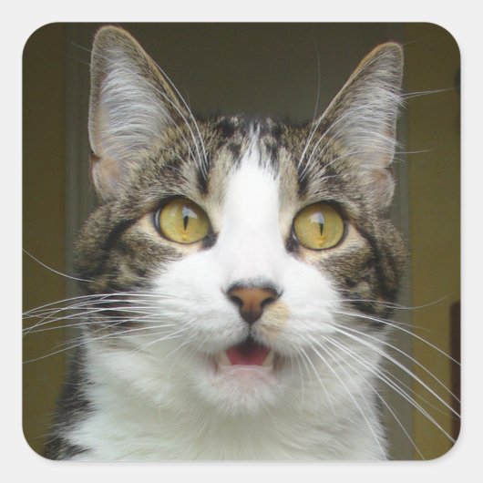 Syrus Shocked Stickers 0001 (Vorderseite)