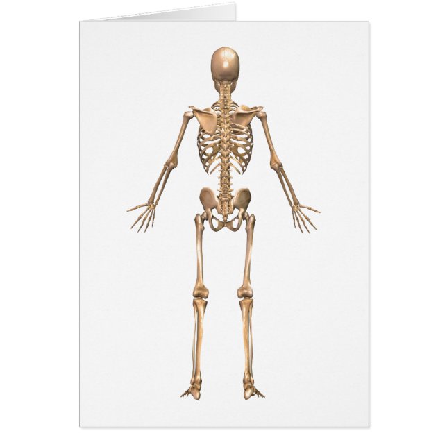 System des menschlichen Skeletts, Rückseite (Vorne)