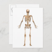 System des menschlichen Skeletts, Rückseite Postkarte (Vorne/Hinten)