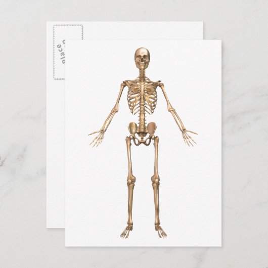 System des menschlichen Skeletts, Vorderansicht Postkarte (Vorne/Hinten)